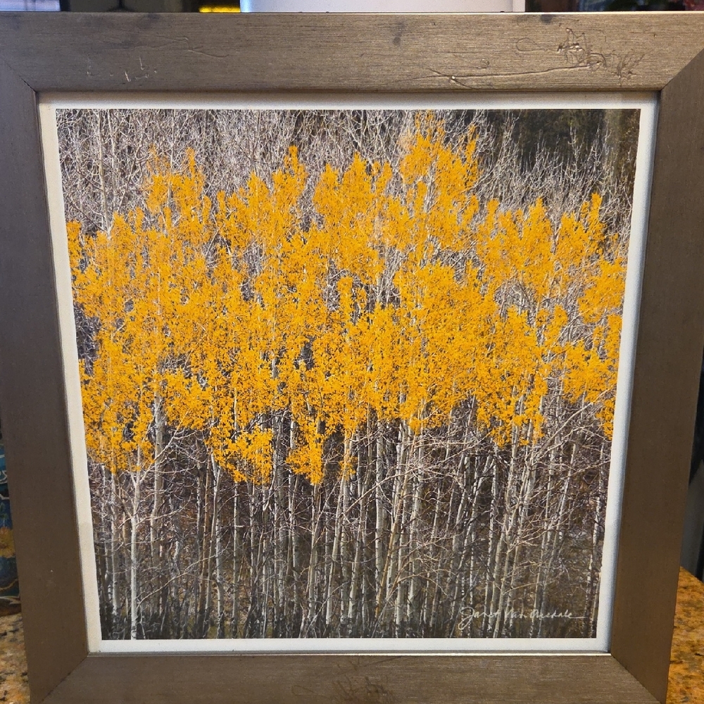 Golden Aspen Forest Wall Art with Brown Frame